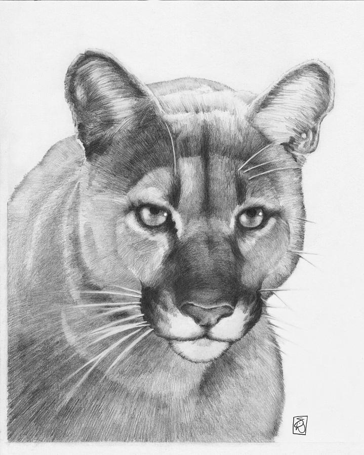 719x900 solitary wanderer drawing - Puma Drawing