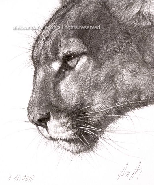 534x640 puma portrait in animals animal drawings, pencil drawings - Puma Drawing