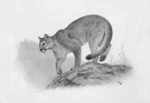 300x206 cougar pencil drawing - Puma Drawing