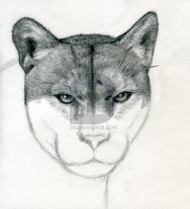 Puma Drawing at PaintingValley.com | Explore collection of Puma Drawing