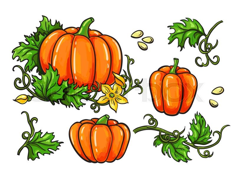 800x614 Pumpkin Vector Drawing Set Isolated Stock Vector Colourbox - Pumpkin Drawing