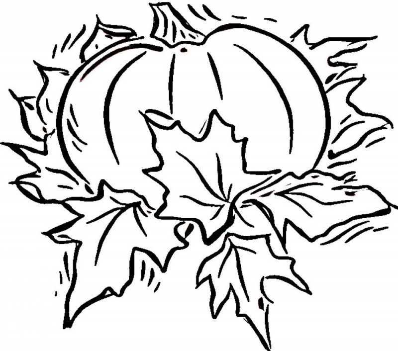 800x706 pumpkin coloring pages for preschool inspirational little pumpkin - Pumpkin Drawing For Kids