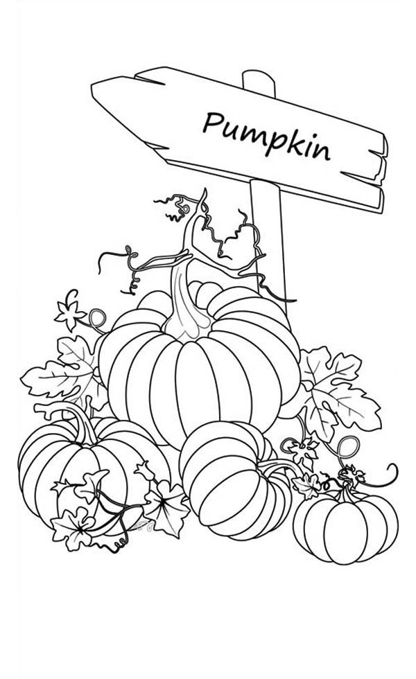600x980 Pumpkins, Sign Of Pumpkins Garden Coloring - Pumpkin Drawing Pages