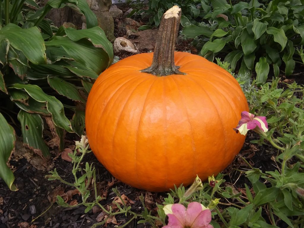 1024x768 Free Pumpkin Carving Patterns And Stencils - Pumpkin Drawing Template