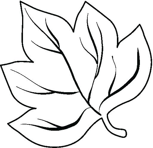 513x496 leaf coloring leaf coloring - Pumpkin Leaf Drawing