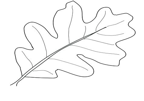 476x333 Leaf Coloring - Pumpkin Leaf Drawing