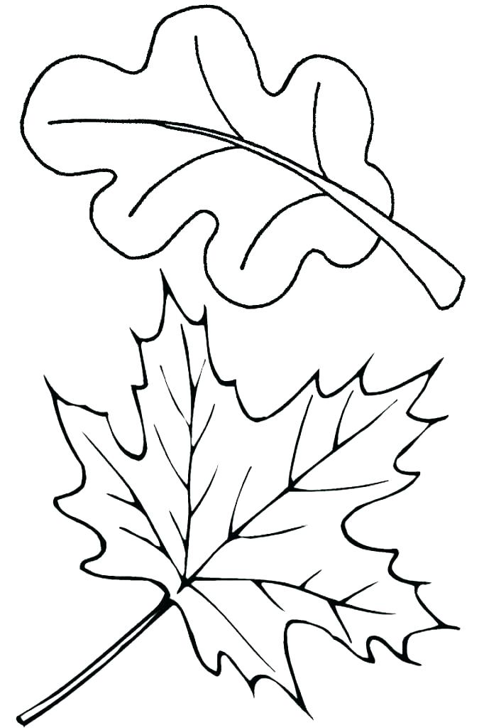 682x1024 pumpkin leaves coloring pages pumpkin leaf template unique - Pumpkin Leaf Drawing