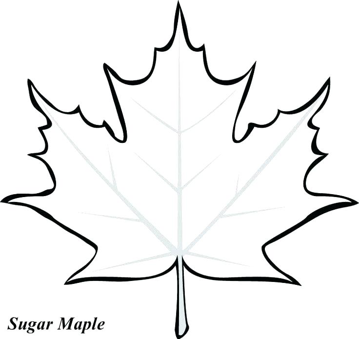 736x695 pumpkin leaves coloring pages pumpkin vector drawing set isolated - Pumpkin Leaf Drawing