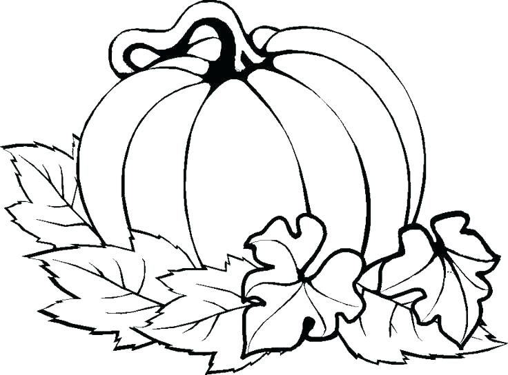 736x544 Drawn Pumpkin Leaf - Pumpkin Leaf Drawing