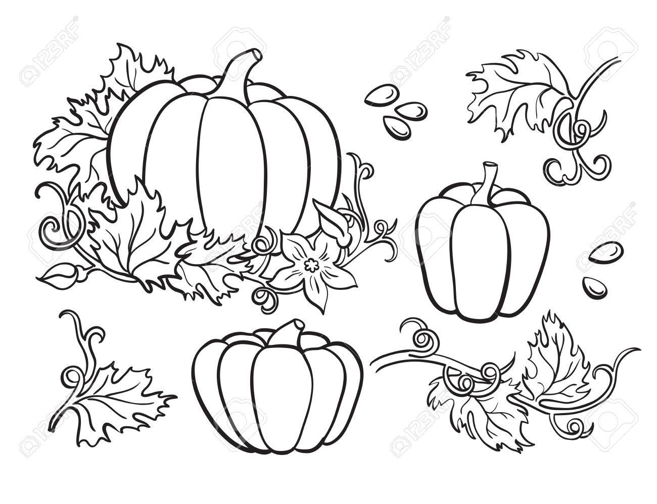 1300x998 Huge Collection Of 'pumpkin Leaf Drawing' Download More Than - Pumpkin Leaves Drawing