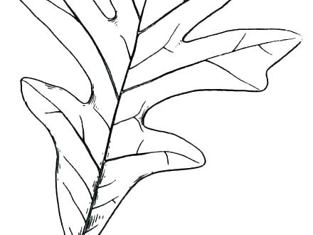 440x330 pumpkin leaves coloring pages - Pumpkin Leaves Drawing