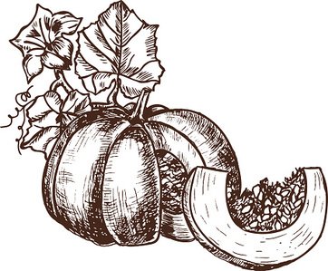 362x299 vector hand drawn sketch pumpkin leaves, stock vectors - Pumpkin Leaves Drawing