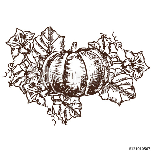 500x500 Vector Hand Drawn Sketch Pumpkin Leaves, Flowers - Pumpkin Leaves Drawing