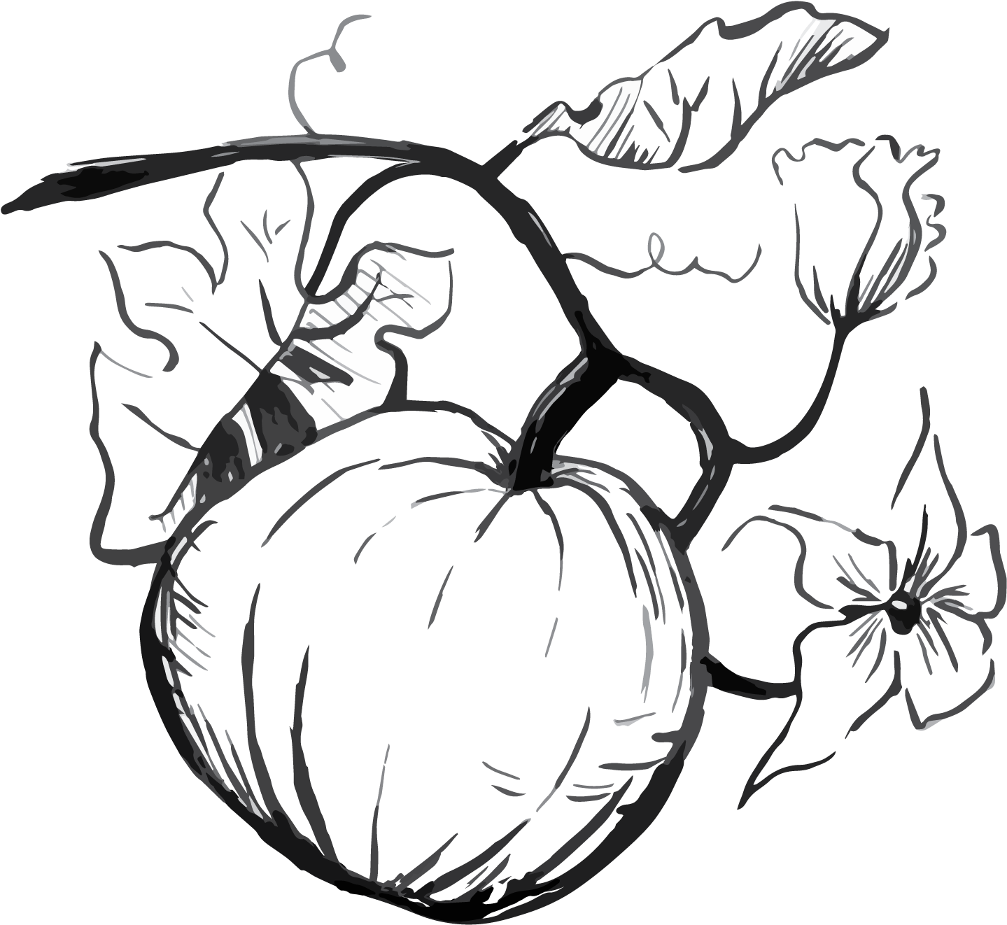 1439x1322 Drawing Vegetables Pumpkin Transparent Png Clipart Free Download - Pumpkin Line Drawing