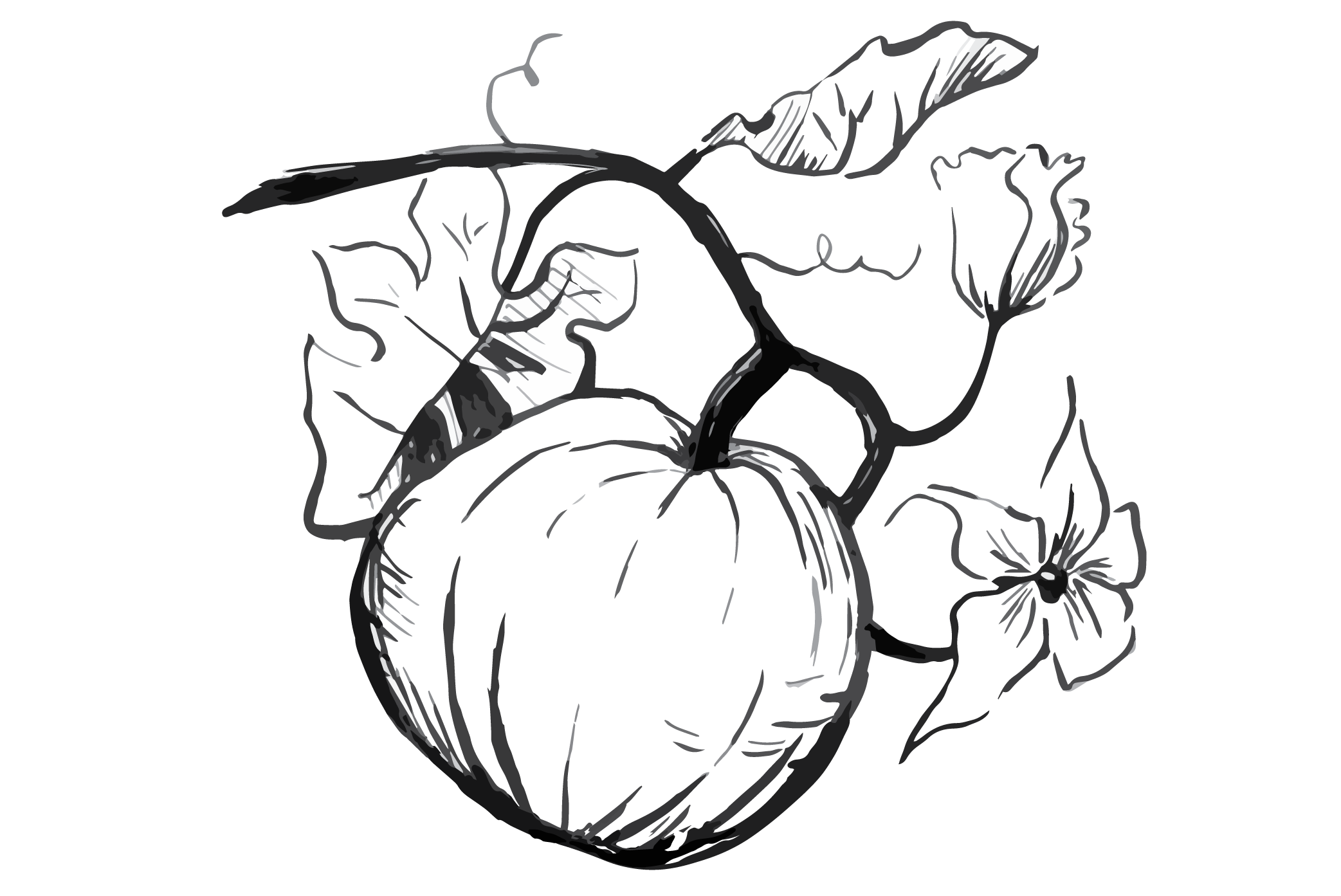 2085x1393 pumpkin patch sign banner black and white black and white - Pumpkin Patch Drawing