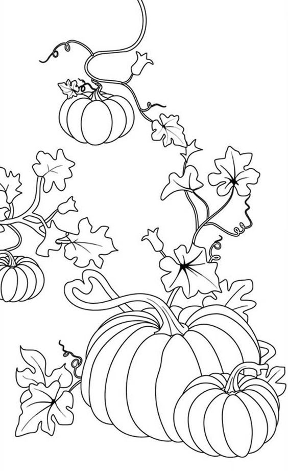 Pumpkin Plant Drawing At Explore Collection Of