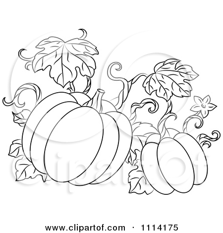 450x470 Pumpkin Vines Drawing At Getdrawings Com Free For Personal Use - Pumpkin Plant Drawing