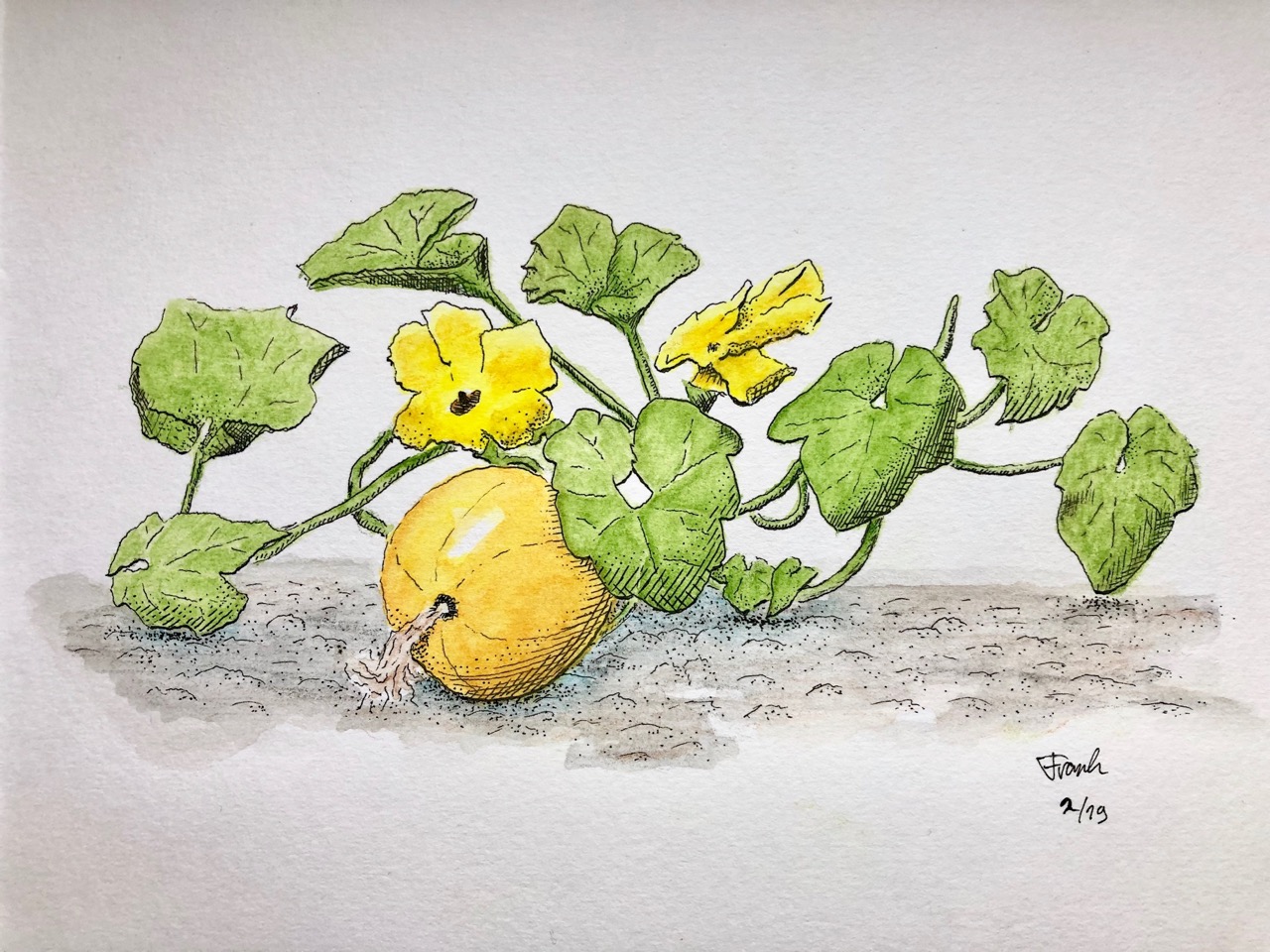 Pumpkin Plant Drawing at Explore collection of