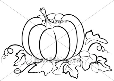 380x269 stock photo pumpkin vegetable fruit - Pumpkin Plant Drawing