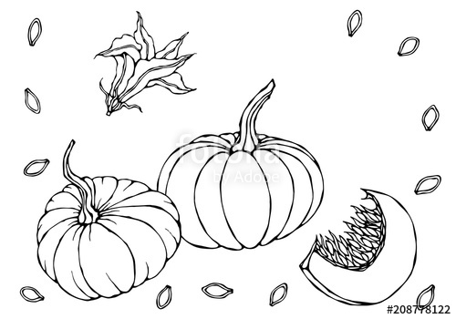 500x350 watercolor vegetable pumpkin plant with leaves flower and seeds - Pumpkin Plant Drawing