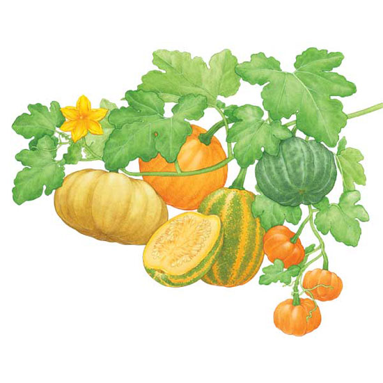 Pumpkin Plant Drawing at Explore collection of