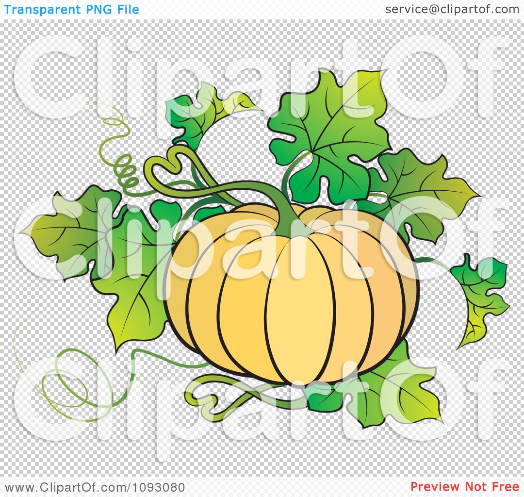 1080x1024 Clipart Beautiful Ridged Pumpkin Plant - Pumpkin Plant Drawing