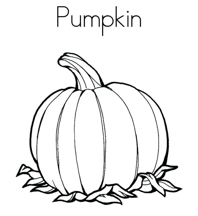 685x749 Coloring Pages Flowers Pumpkin Plant Drawing At Free For Personal - Pumpkin Plant Drawing