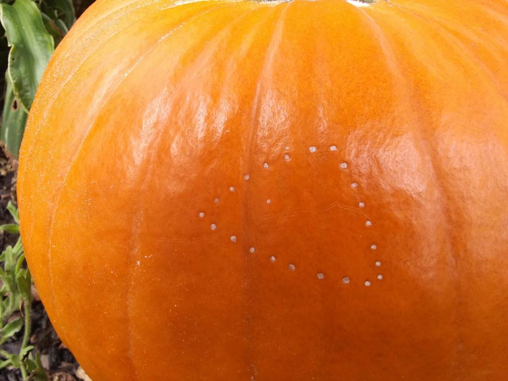 1024x768 Free Pumpkin Carving Patterns And Stencils - Pumpkin Template Drawing