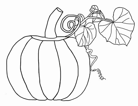450x346 free printable pumpkin coloring pages best of pumpkin vine - Pumpkin Vine Drawing