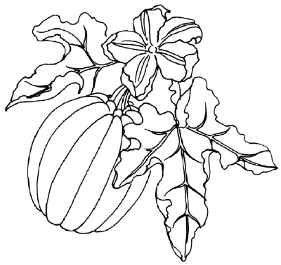 400x378 Huge Collection Of 'pumpkin Vines Drawing' Download More Than - Pumpkin Vine Drawing