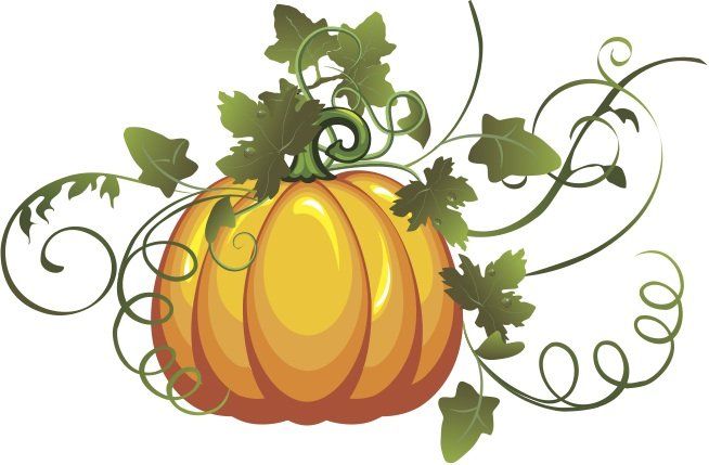 654x429 gourds vine drawing, pumpkin vine - Pumpkin Vine Drawing