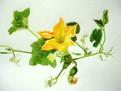 480x360 pumpkin vine drawing - Pumpkin Vine Drawing
