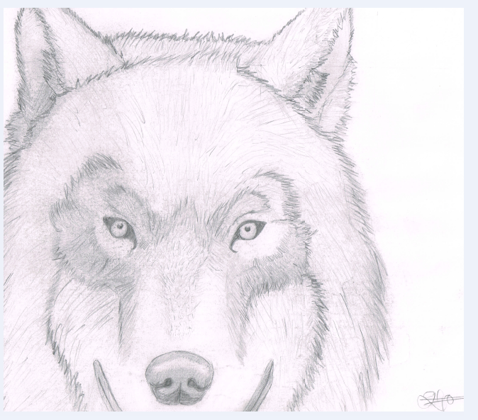674x593 My First Realism Drawing Of A Wolf - Punctuation Drawings