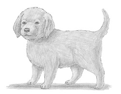 250x193 How To Draw A Puppy - Puppy Dog Drawing