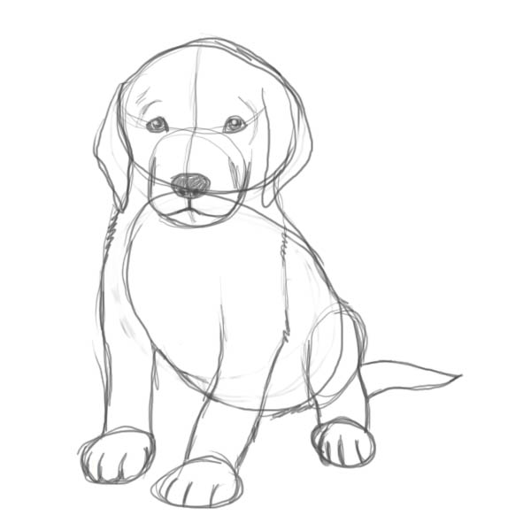 600x600 How To Draw A Puppy - Puppy Dog Drawing