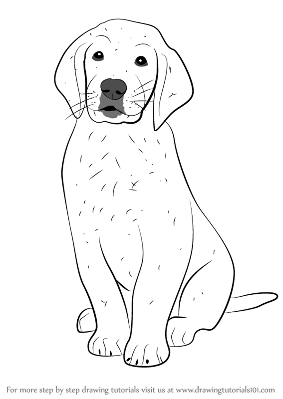 567x800 Learn How To Draw Golden Retriever Puppy - Puppy Dog Drawing