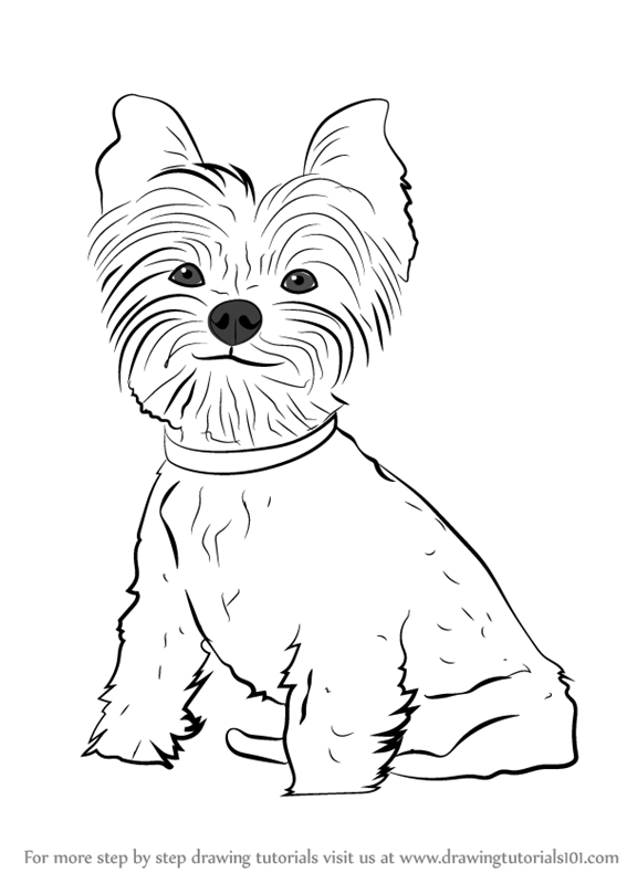 567x800 Learn How To Draw Yorkie Puppy - Puppy Dog Drawing