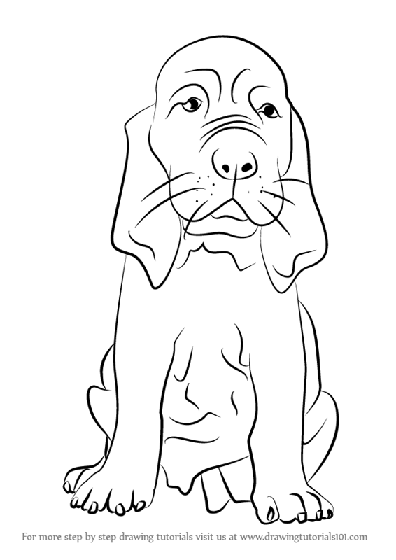 566x800 Learn How To Draw A Bloodhound Puppy - Puppy Dog Drawing