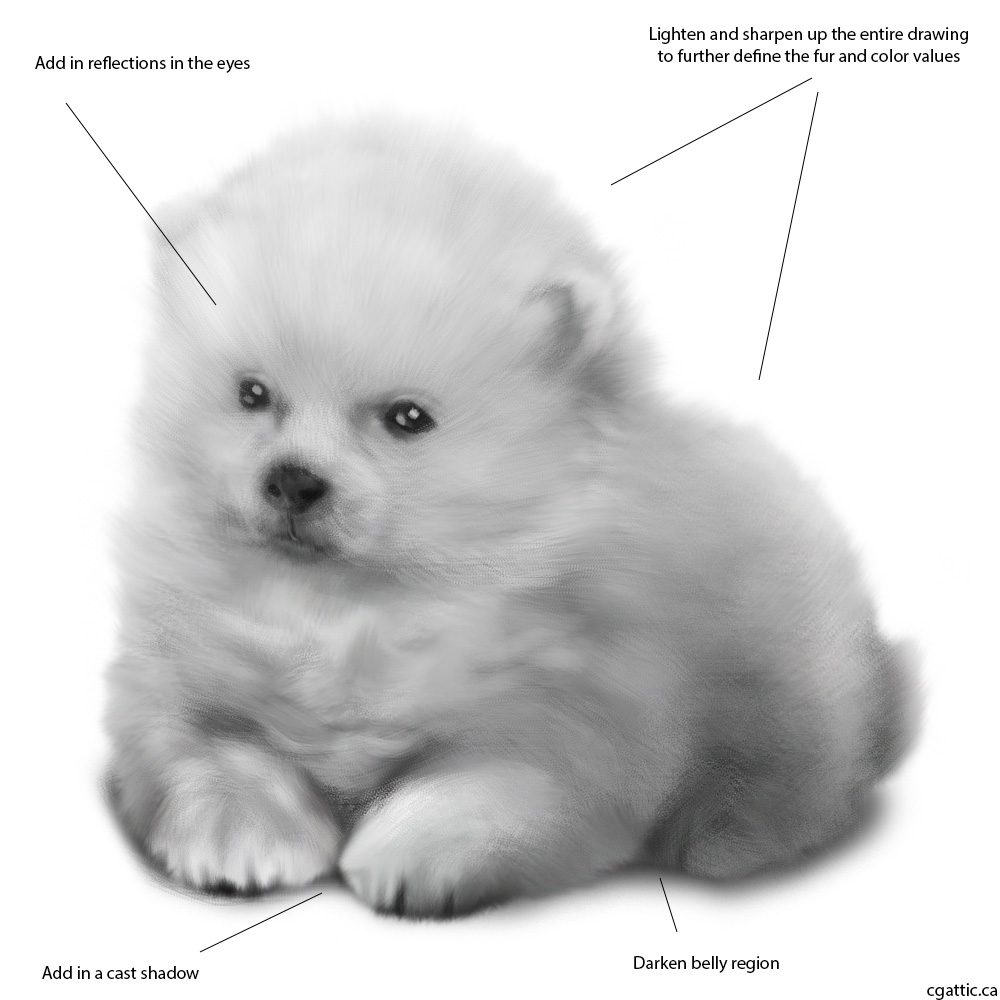 1000x1000 Realistic Puppy Drawing In Steps With Photoshop - Puppy Drawing