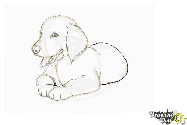 600x400 How To Draw A Golden Retriever Puppy - Puppy Drawing Images