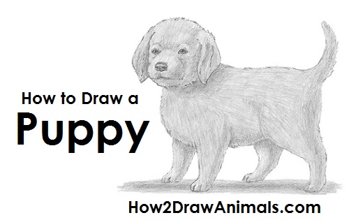500x315 How To Draw A Puppy - Puppy Drawing Images