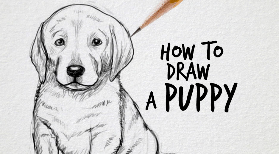 937x518 How To Draw A Puppy - Puppy Drawing Images