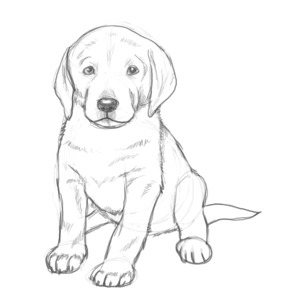 600x600 How To Draw A Puppy - Puppy Face Drawing