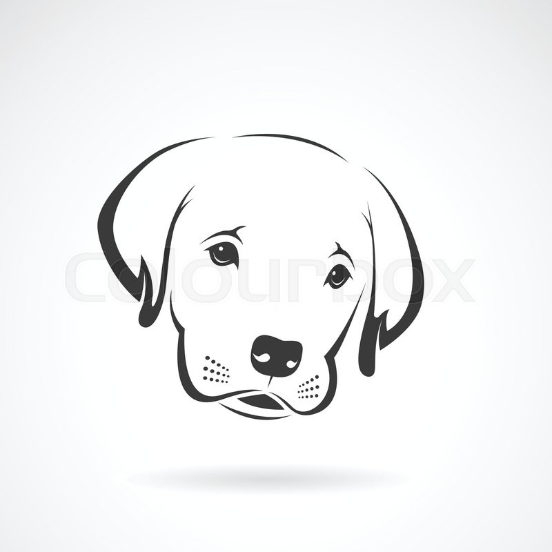 800x800 vector image of an labrador puppy face stock vector colourbox - Puppy Face Drawing