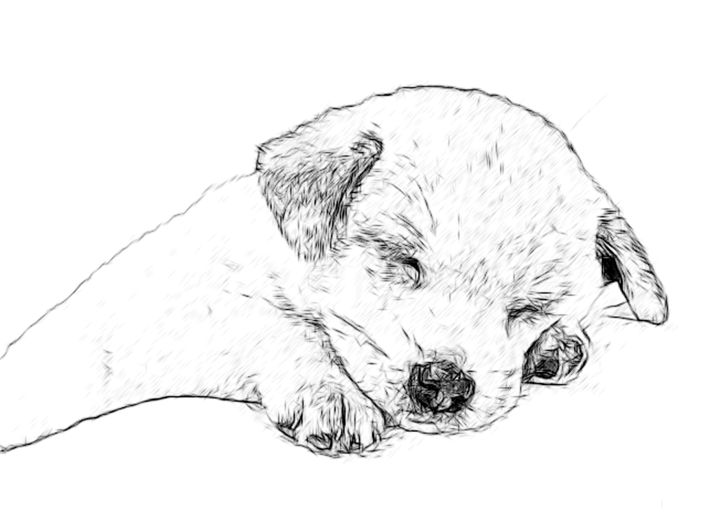 1024x768 Line Drawing Pencil And Charcoal Art Galleries Labrador Retriever - Puppy Line Drawing