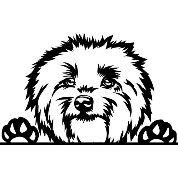 570x570 lowchen peeking dog smiling puppy paws pedigree bloodline etsy - Puppy Paw Drawing