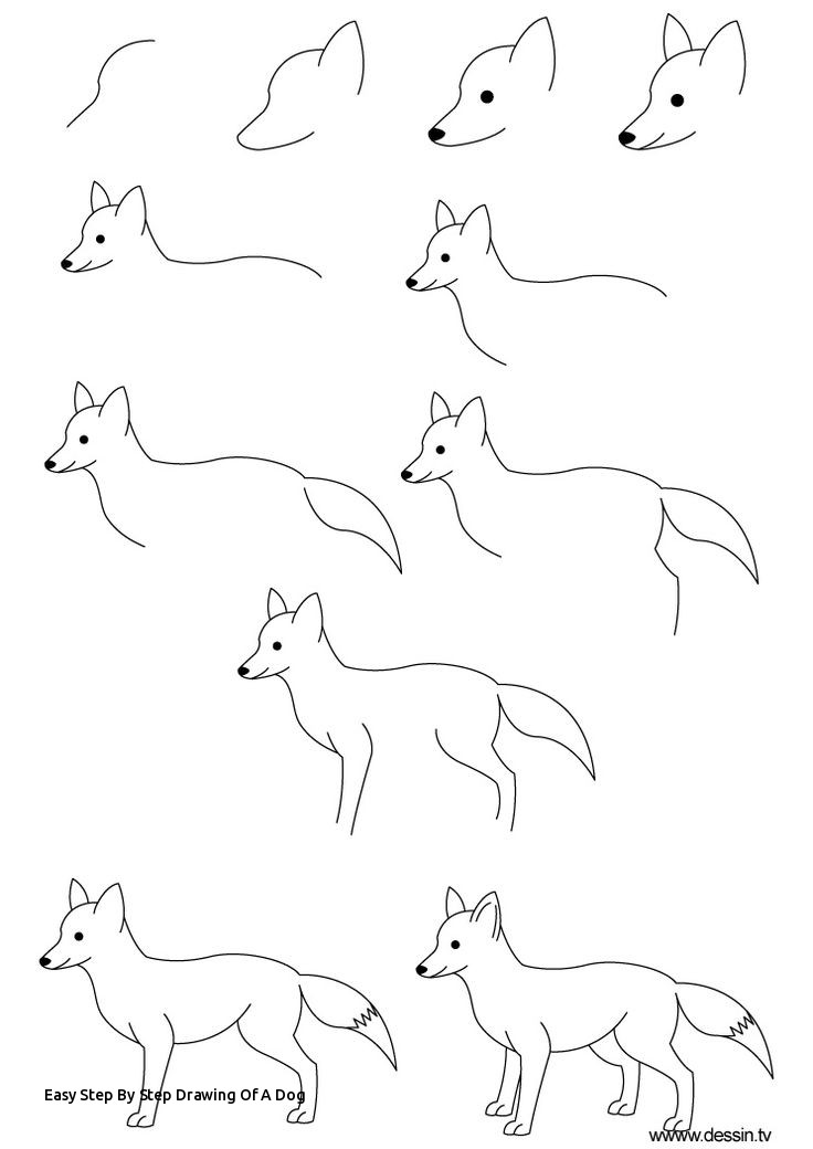 Dog Sketch Easy Step By Step Dunia Belajar