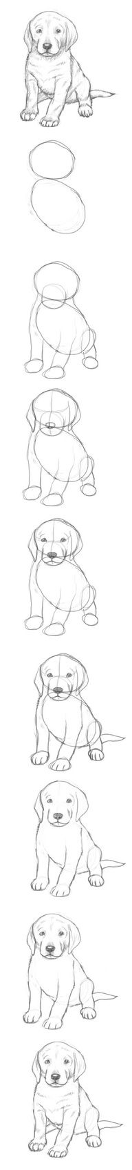 192x1694 How To Draw A Puppy More Drawing - Puppy Step By Step Drawing