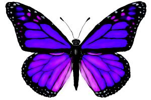 300x200 how to draw a butterfly - Purple Butterfly Drawing