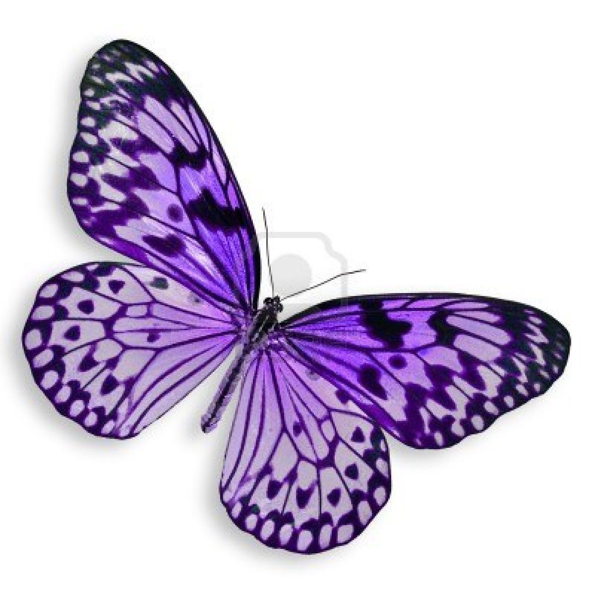 1200x1200 purple butterfly flying isolated on white background get inked - Purple Butterfly Drawing